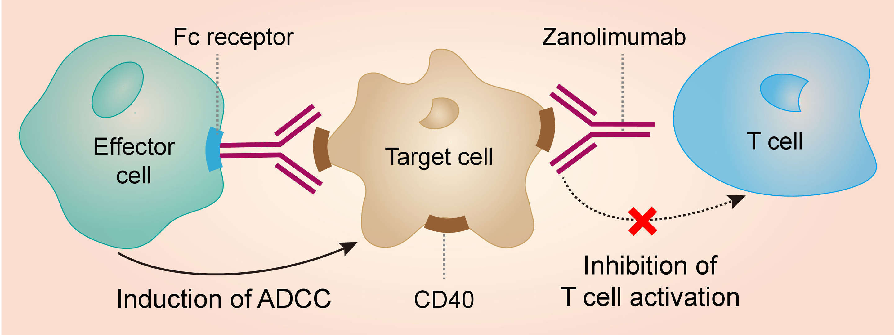 Mechanism of action of zanolimumab